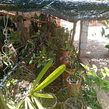 Plantas ornamentales de todo tipo - Img 99194830