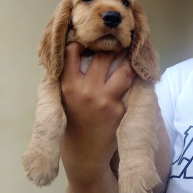 Cocker Spaniel !!!! - 4/4