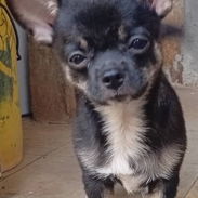 Si buscas estás razas , pitbull, Chihuahua, shitzu, bulldog francés, labrador Husky llame 53818081 - Img 56340380