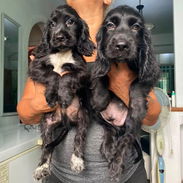 Cocker Spaniel - Img 55865947