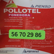 Vendo piensos para puercos y gallinas ponedoras - Img 56193103