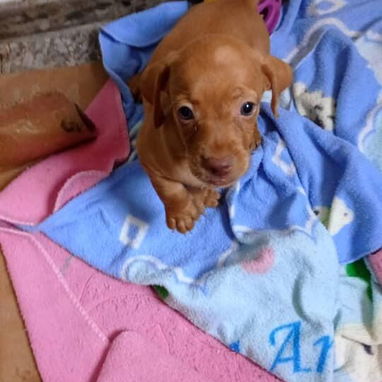 Si buscas una Exelente compañía, Chihuahua, shitzu,labrados ,Husky y mucho más llame al 53818081 - Img 123172261