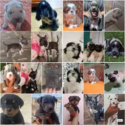 • • • • RAZAS CANINAS PARA ELEGIR BETTY MASCOTAS WHATSAPP 52506841 • • • • - Img 56430045