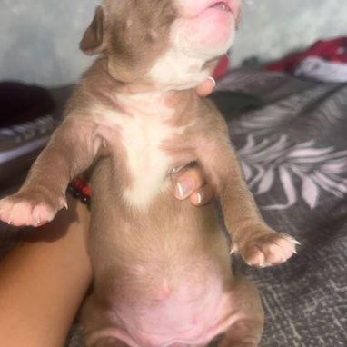 Cachorros pitbull - 6/7
