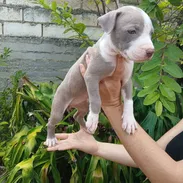 Disponible a tu servicio pitbull, Chihuahua, bulldog francés, pastor belga Malinois, labradora , salchicha 53818081 - Img 56165298