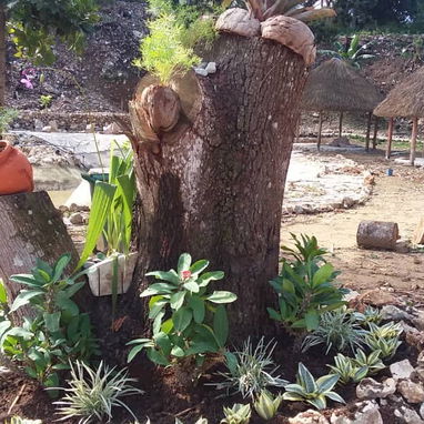 Todo en jardinería y paisajismo - 4/8