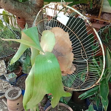 Platycerium y variadas plantas ornamentales - Img 99194725