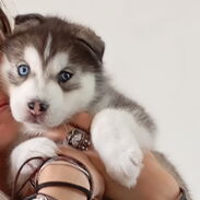 Se vende perro Husky Siberiano - Img 45633495