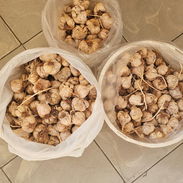 🧄🧄🌟🚨REBAJAAA🚨AJO CRIOLLO - Img 55267749
