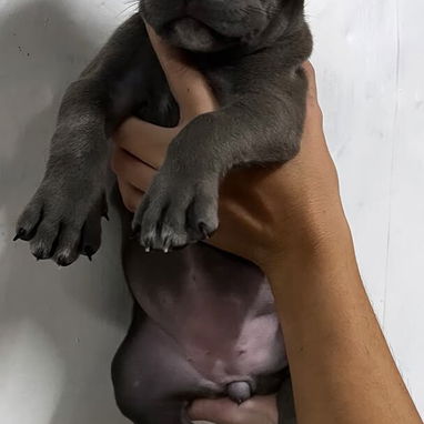 PITBULL,ambos sexos,en 150 USD o equivalente,TENGO MENSAJERÍA,tienen 40 días y están desparacitados - Img 126171275