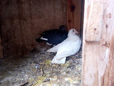 Vendo palomas blancas y de color para actividades religiosas - Img main-image
