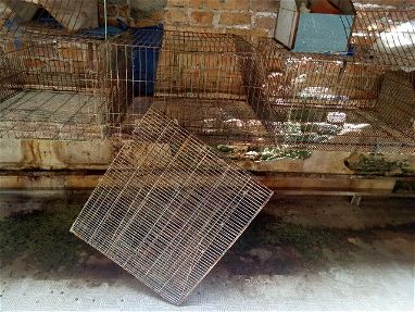 Vendo 6 jaulas para conejos - Img main-image-45880253