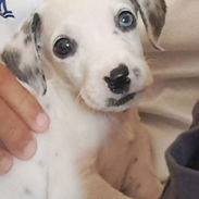 CACHORRO DÁLMATA HEMBRA EN 70 USD - Img 58219438