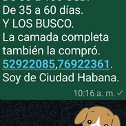 COMPRO LABRADORES,de 80 a 100 USD Y LOS BUSCO,(la camada completa también la compró,de 35 a 60 días - Img 54137819