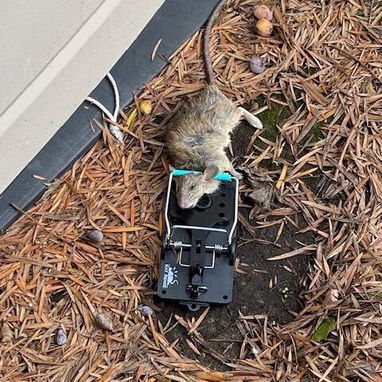 Ratoneras  para Ratas Grandes Calidad Premiun - 4/10