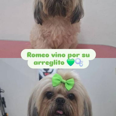 Estetica canina en vedado siempre con luz - 3/3