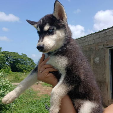 💜💜💜* 🐶 HERMOSOS HUSKY SIBERIANO OJOS AZULES WHATSAPP 58746643  *💜💜💜. - Img 125684362