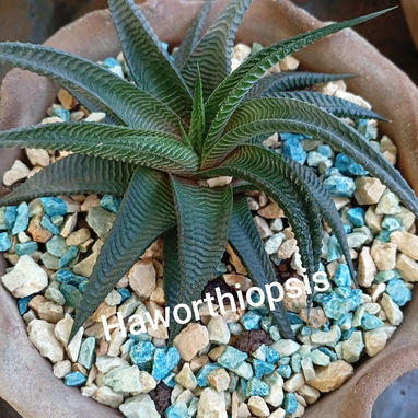 Plantas ornamentales de todo tipo - Img 99194839