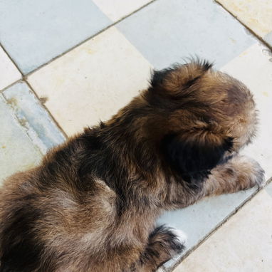 Cachorros de shitzu machos - 2/5