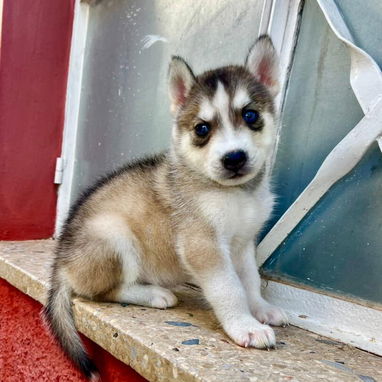 HUSKY SIBERIANOS,ambos sexos,en 150 USD o equivalente,TENGO MENSAJERÍA,tienen 48 días y están desparacitados. - 6/10