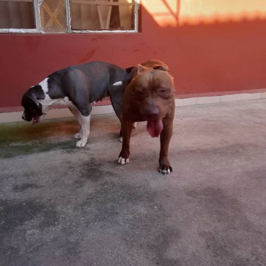 Cachorros pitbull en 60 usd - 3/3