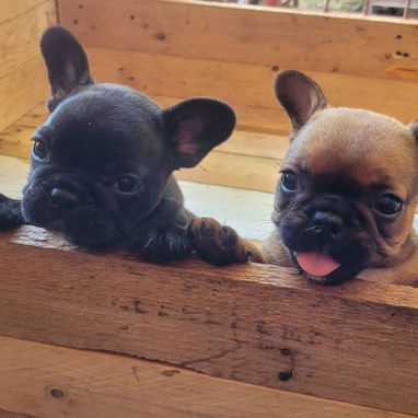 Disponibles.   Pitbull , Salchicha,shitzu , Labradora ,, Chihuahua , pastor belga Malinois, bulldog francés,53818081 - Img 124023255
