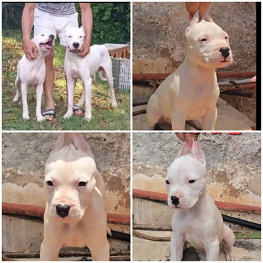 💜💜💜* 🐶¿BUSCAS UN CACHORRO?* TE AYUDAMOS A ENCONTRAR TÚ FIEL COMPAÑERO WHATSAPP 58746643 💜💜💜. - Img 122998729
