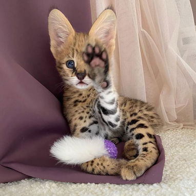 Oferecemos gatinhos das raças Savannah, serval e caracal. - 5/6