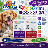 Doxiciclina 50 mg - 100 mg Perros y Gatos - Img 57509226