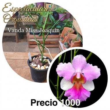 Las más exóticas orquídeas todo x $1000 - Img 124365431