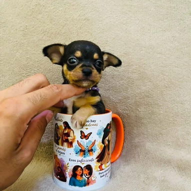 🐾Hermosos Chihuahuitas🍏de los más pequeñitos ambos sexos🌸💙🤏🏻🎁🐾🐶 - Img 123868223