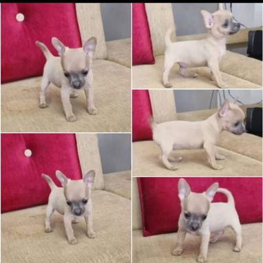 SHIHUAHUA hembra,en 250 USD o equivalente,TENGO MENSAJERÍA,tiene 90 días y está VACUNADA y desparacitada - Img 123116320