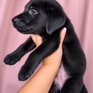 Cachorros labradores 70usd - Img 125688031