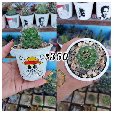 Cactus y suculentas en macetas decoradas a mano - 4/9