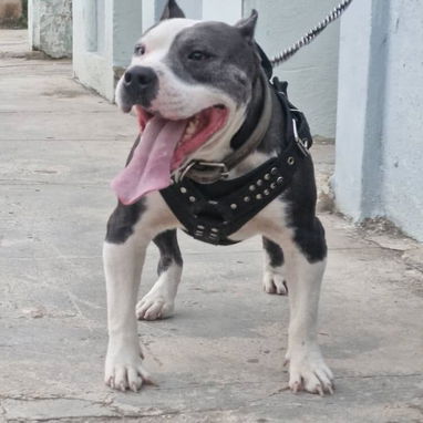PITBULL AZUL,ambos sexos,en 200 USD o equivalente,TENGO MENSAJERÍA,tienen 65 días y están desparacitados - Img 125309081