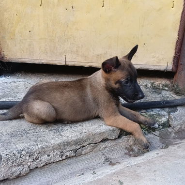 Pastor Belga Malinois - Img 124035136