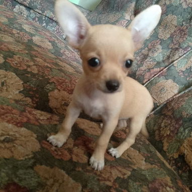 Vendo cachorrita chihuahua - Img 124337161