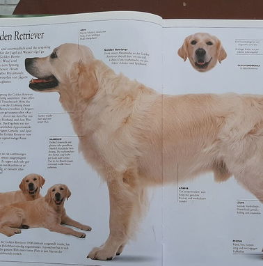 Libro con ilustraciones a color de diferentes razas de perro - Img 76773672