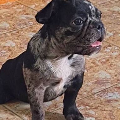 ((( BULLDOG FRANCÉS MACHO  EN VENTA YA VACUNADO BETTY MASCOTAS WHATSAPP 52506841 )))) - Img 123031640