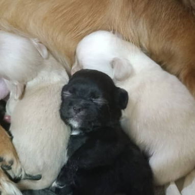 Chihuahuas .pequines.cocker.pitbull.pastores alemanes. Chow chow.ect todo tipo de perros pura razas - Img 114056555