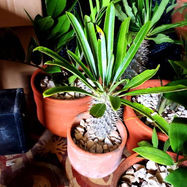 Plantas espectaculares - 4/4