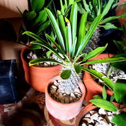 Plantas espectaculares vida a tu hogar - Img 56854244