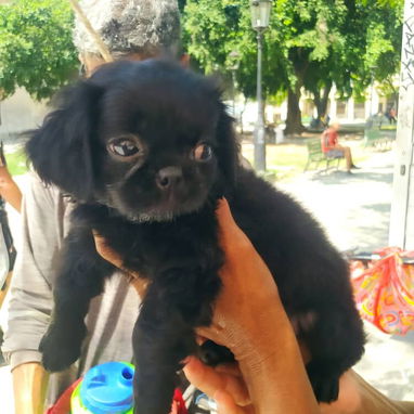 Cachorros.boxerpastor belga malinoe.husky.golde retrive chihuahua.bulldog frances.pitbull.yorky.salchicha.rowailer.labra - Img 124804835