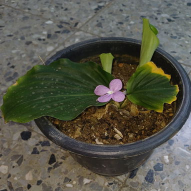 Plantas naturales. Aproveche la rebaja. Begonia nelumbiifolia - 2/2