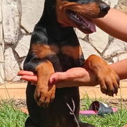 BELLOS DOBERMAN - Img 55499951