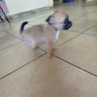 Si buscas una Exelente compañía pitbull, Chihuahua, shitzu, bulldog francés, Salchicha llame al 53818081 - Img 123336347