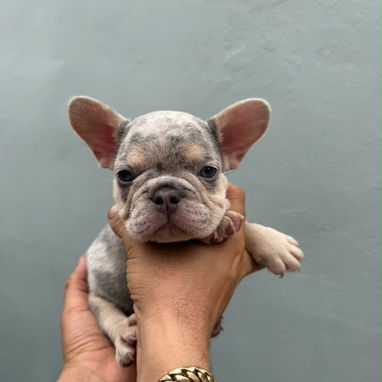 Frenchie - Img 125559644