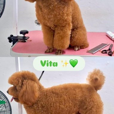Estética canina en vedado - 2/5