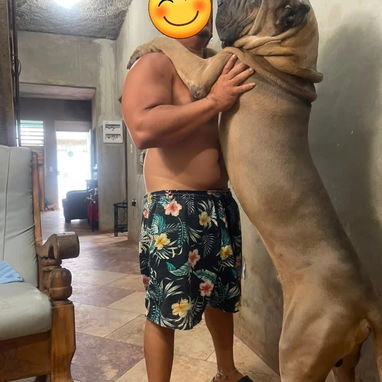 CACHORROS CANE CORSO CON PEDIGREE INTERNACIONAL.SOLO 2 HEMBRAS DISPONIBLES - 3/5