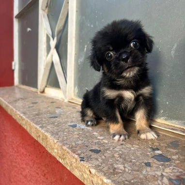 PEQUINÉS,macho,en 60 USD o equivalente,TENGO MENSAJERÍA,tiene 70 días y está desparacitado - Img 125860718